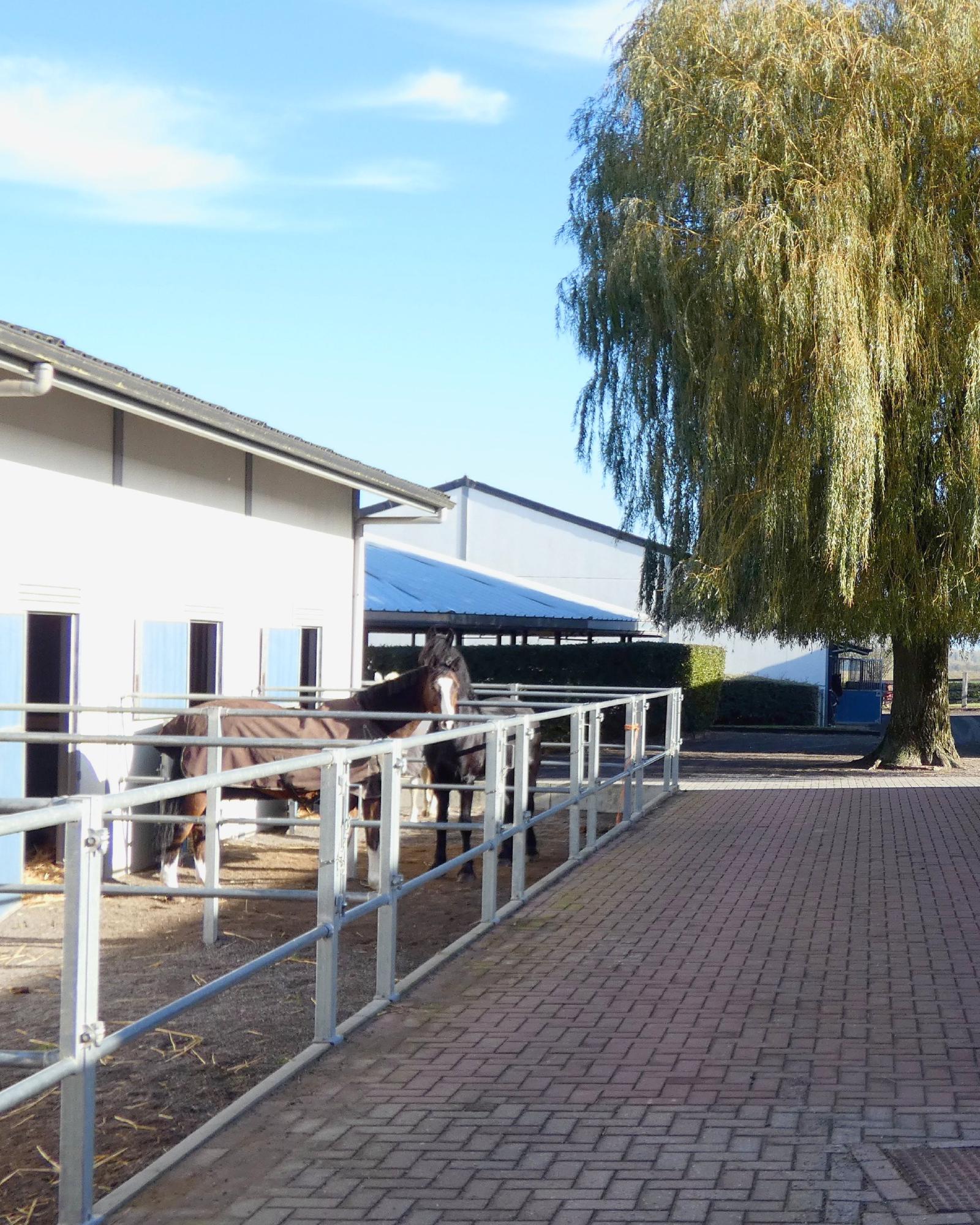 Chevaux dans le petit paddock devant leurs boxes