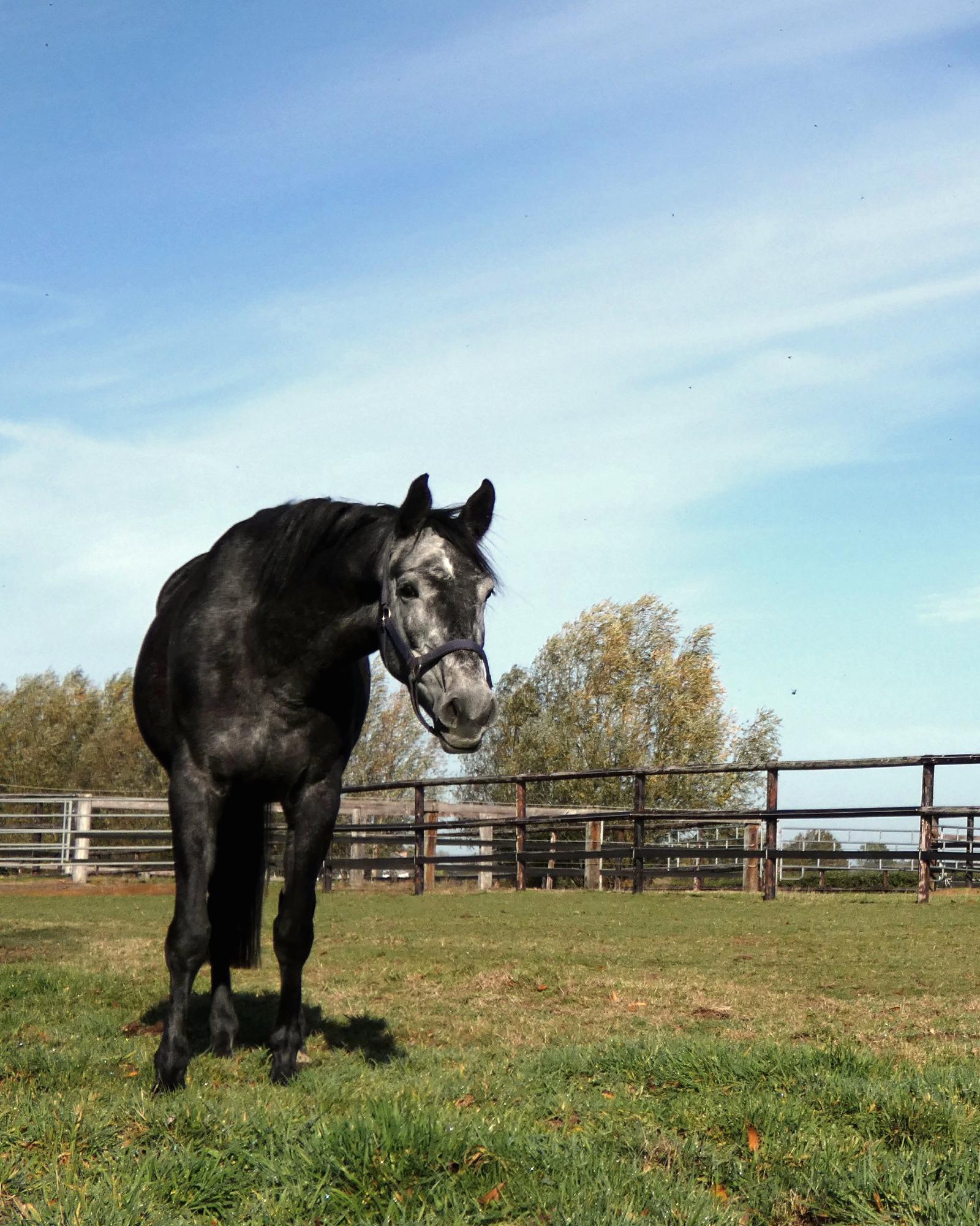 Cheval de dressage gris au paddock